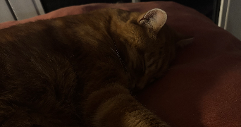 henora pet sitter à RENNES 35000_1