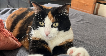 gwladys pet sitter à PONTAULT COMBAULT 77340_4
