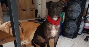 anais pet sitter à ST CHRISTOL LEZ ALES 30380_12