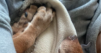 louna pet sitter à TALENCE 33400_1