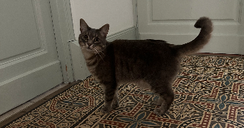 justine pet sitter à BEAUDEDUIT 60210_3