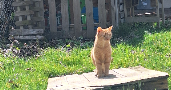 julie pet sitter à MENETROL 63200_4