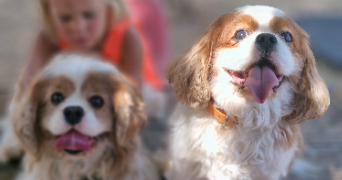 marlene pet sitter à AUNEAU BLEURY ST SYMPHORIEN 28700_101