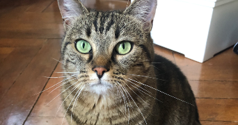 laura pet sitter à Sainte-Foy-lès-Lyon 69110_9
