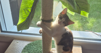 priscillia pet sitter à WITTELSHEIM 68310_6