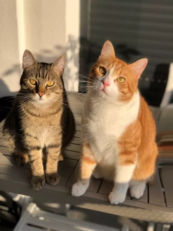 Céline pet sitter à Vélizy-Villacoublay 78140