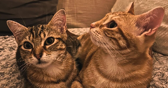 ileanna pet sitter à MIRAMONT DE GUYENNE 47800_2