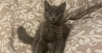 tabatha pet sitter à TOULOUSE 31200_1