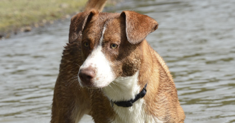 zoé pet sitter à Dompierre sur Yon 85170_4