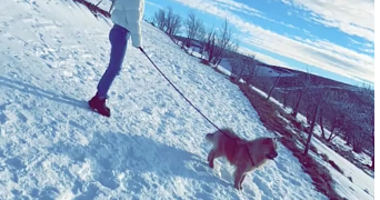 lilou pet sitter à Ostwald 67540_3