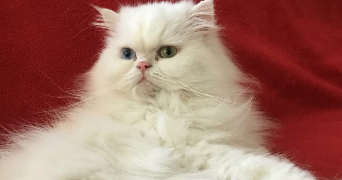 flora pet sitter à ST PIERRE DES FLEURS 27370_2