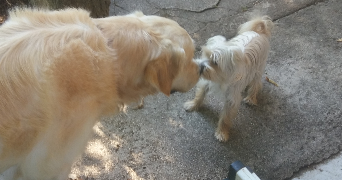 eloïse pet sitter à ST REMY 21500_2