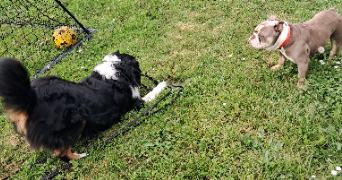 vanessa pet sitter à BAINS SUR OUST 35600_6