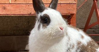 christiane pet sitter à RUEIL MALMAISON 92500_2