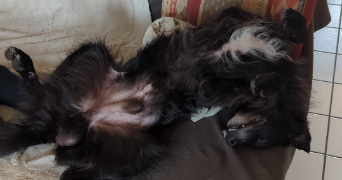 chloé pet sitter à GRENOBLE 38100_5