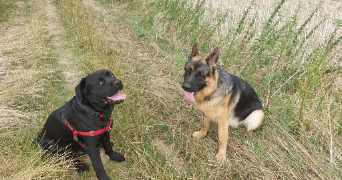 eva pet sitter à ELANCOURT 78990_4