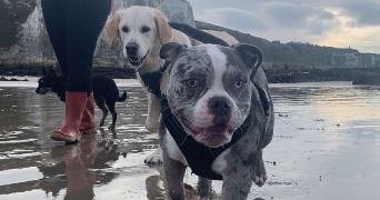 elisa pet sitter à NEUFCHATEL EN BRAY 76270_2