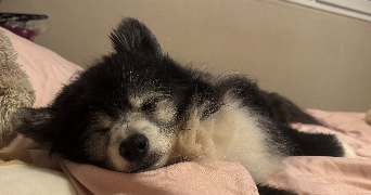 mélody pet sitter à LIMOGES 87100_3