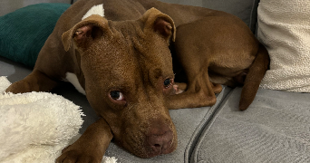 mélissa pet sitter à MASSY 91300_1