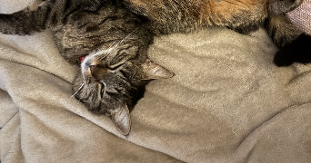 camille pet sitter à FENEU 49460_3