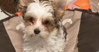 marielle dog sitter à WITTENHEIM 68270_7