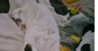 lili pet sitter à Rennes 35000_5