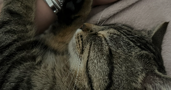 lila pet sitter à HENDAYE 64700_1