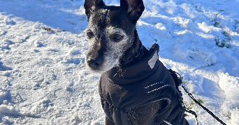 isalyne pet sitter à ST ETIENNE DU ROUVRAY 76800_3