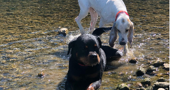 Carole pet sitter à Lods 25930_0