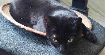 vincent pet sitter à BORDEAUX 33100_2