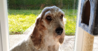 elora pet sitter à MONTIGNY LES METZ 57950_2