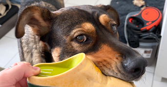 thiven pet sitter à NANTES 44000_5