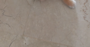 célia pet sitter à COURCY AUX LOGES 45300_0