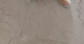 célia pet sitter à COURCY AUX LOGES 45300