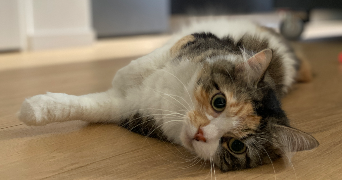 mélanie pet sitter à TOURS 37000_13