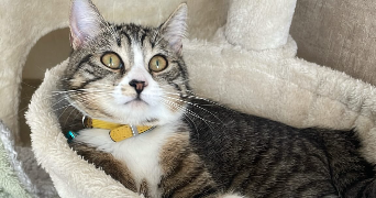 rita pet sitter à PARIS 13 75013_3