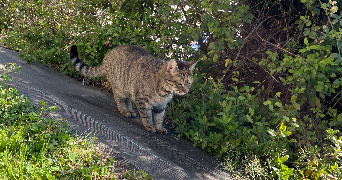 jade pet sitter à CHAMBERY 73000_7