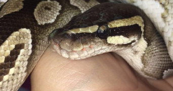 loane pet sitter à Rouen 76000_3