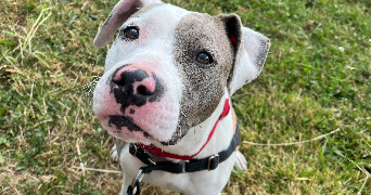 sophia pet sitter à COMPIEGNE 60200_3