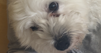 tiphaine pet sitter à PALAISEAU 91120_10