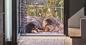 lucile pet sitter à LYON 69007_2