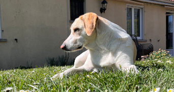 logan  pet sitter à REIMS 51100_9