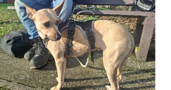 etoile pet sitter à RENNES 35200_1