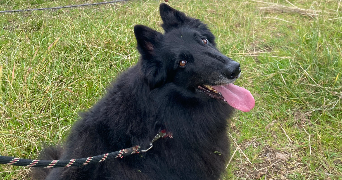 lysa pet sitter à BREST 29200_1