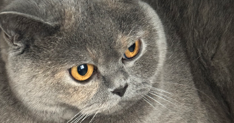marie cat sitter à BANNE 07460_8