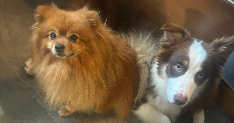 fanny pet sitter à ORGEVAL 78630_3