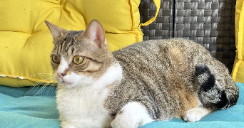 laurence pet sitter à AUREILHAN 40200_4