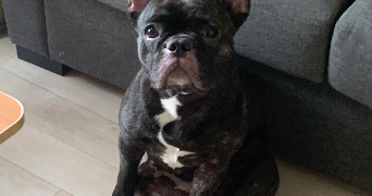 paniz pet sitter à STRASBOURG 67100_6