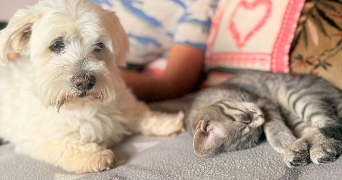 maeva pet sitter à TURQUANT 49730_3