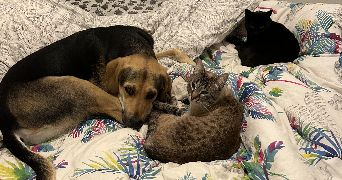 mélanie pet sitter à MERIGNAC 33700_3